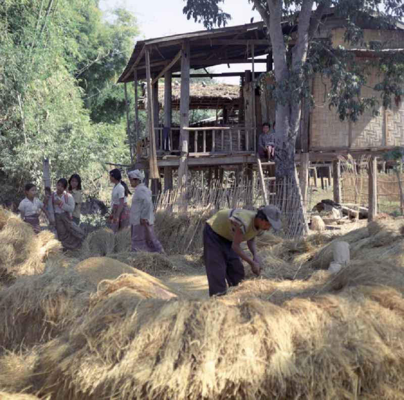 Die Bewohner eines Dorfes in der Demokratischen Volksrepublik Laos bearbeiten auf einem Haufen liegende Reisgarben.