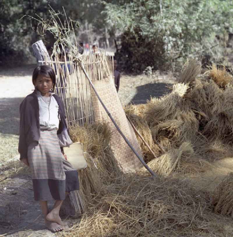 Ein Mädchen steht neben auf einem Haufen liegenden Reisgarben in der Demokratischen Volksrepublik Laos.