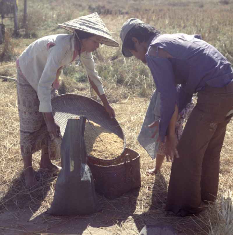 Eine Frau füllt den gedroschenen Reis während der Reisernte auf einem Feld in der Demokratischen Volksrepublik Laos per Hand in einen Korb.