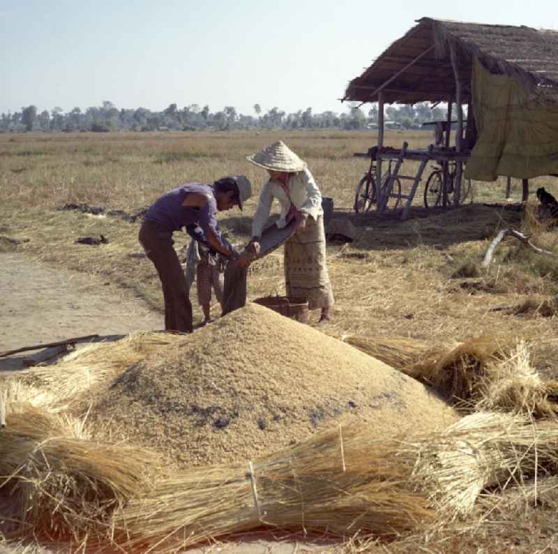 Eine Frau füllt den gedroschenen Reis während der Reisernte auf einem Feld in der Demokratischen Volksrepublik Laos per Hand in einen Sack.