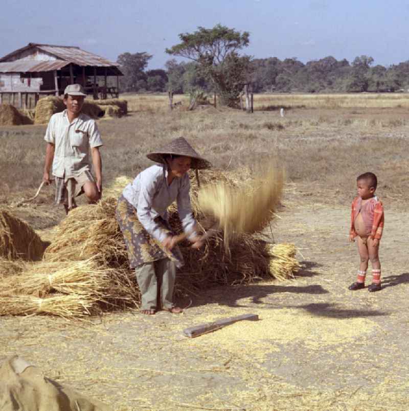 Eine Frau beim Dreschen von Reisgarben während der Reisernte auf einem Feld in der Demokratischen Volksrepublik Laos.