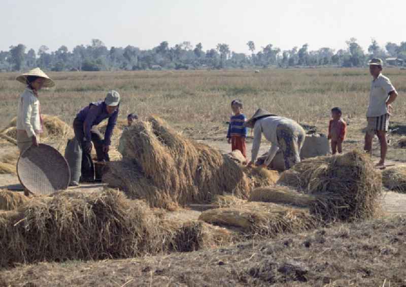 Männer, Frauen und Kinder bei der Reisernte auf einem Feld in der Demokratischen Volksrepublik Laos.