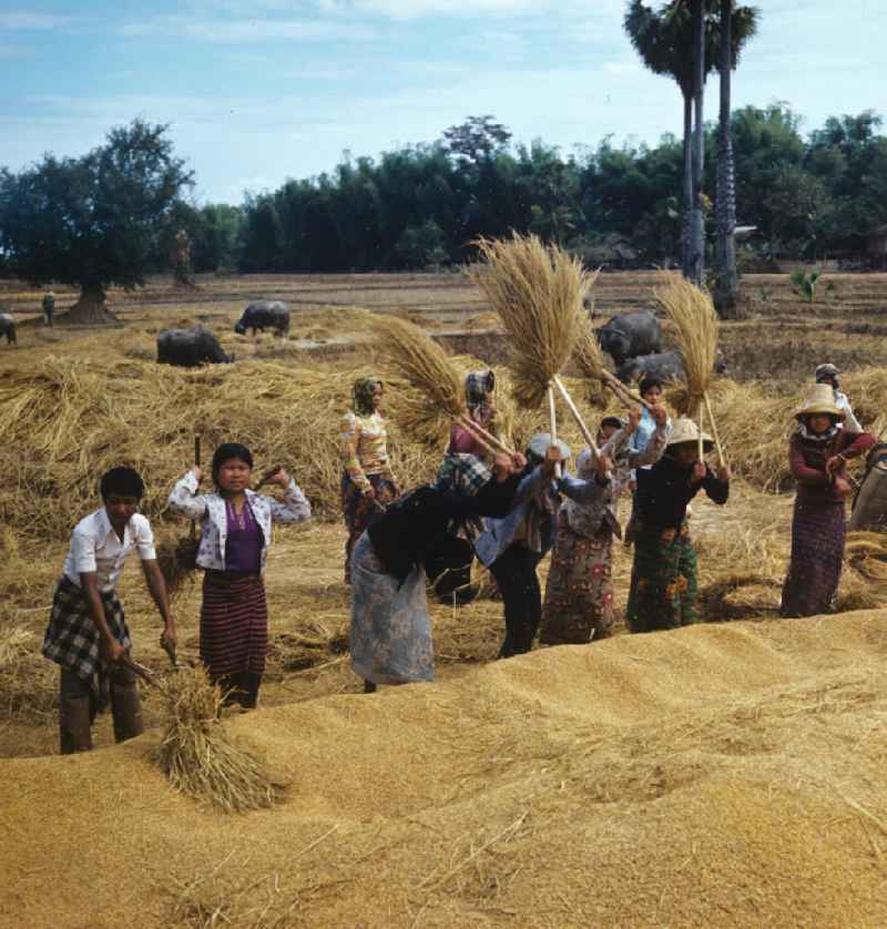 Frauen und Männer dreschen Reisgarben während der Reisernte auf einem Feld in der Demokratischen Volksrepublik Laos.
