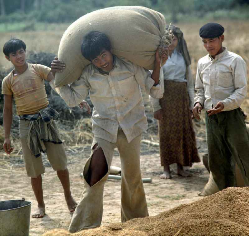 Ein Mann trägt einen mit Reis gefüllten Sack während der Reisernte auf einem Feld in der Demokratischen Volksrepublik Laos.