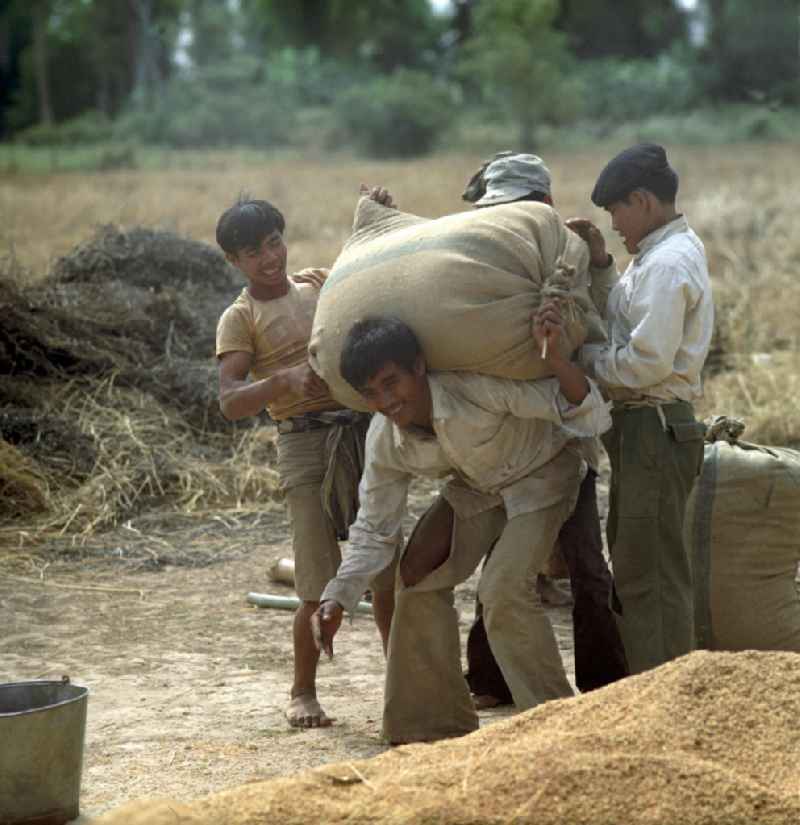 Ein Mann trägt einen mit Reis gefüllten Sack während der Reisernte auf einem Feld in der Demokratischen Volksrepublik Laos.
