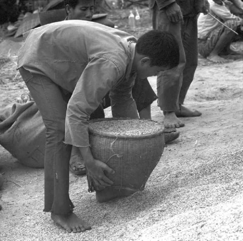 Der gedroschene Reis wird mittels Flechtkörben zum Weitertransport in Säcke verladen, aufgenommen während der Reisernte auf einem Feld in der Demokratischen Volksrepublik Laos.
