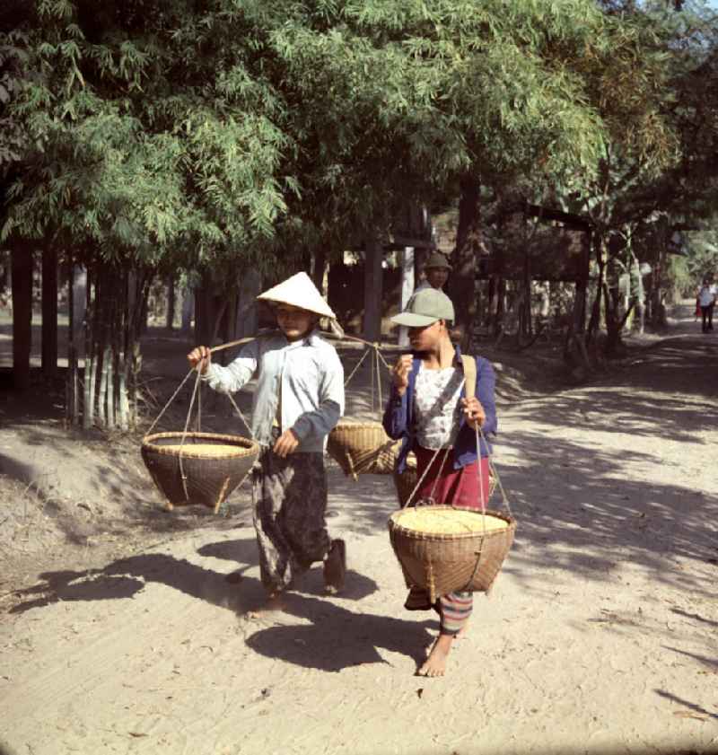 Frauen tragen mit geschulterten Körben den geernteten Reis zu einer Sammelstelle in einem Dorf in der Demokratischen Volksrepublik Laos.