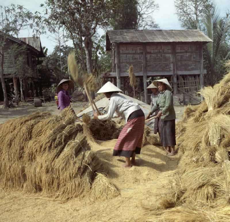 Frauen dreschen Reisgarben während der Reisernte auf einem Feld in der Demokratischen Volksrepublik Laos.