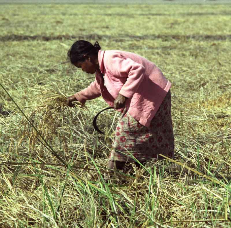 Eine Frau schneidet Reispflanzen während der Reisernte auf einem Feld in der Demokratischen Volksrepublik Laos.