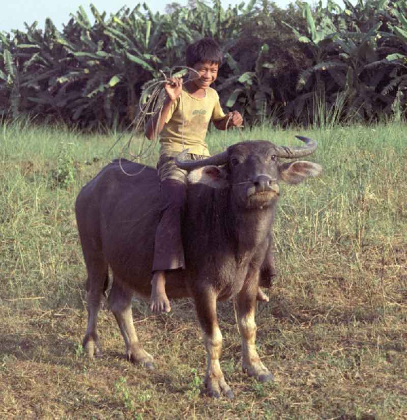 Ein Junge reitet auf einem Wasserbüffel in der Demokratischen Volksrepublik Laos.