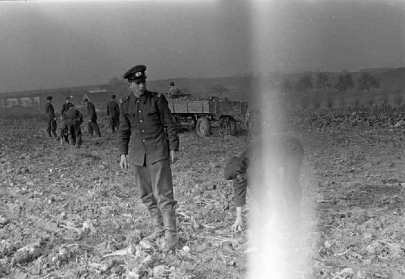 Potato harvesting in a field with soldiers of the NVA National People's Army on Schulstrasse in Wachau, Saxony in the territory of the former GDR, German Democratic Republic