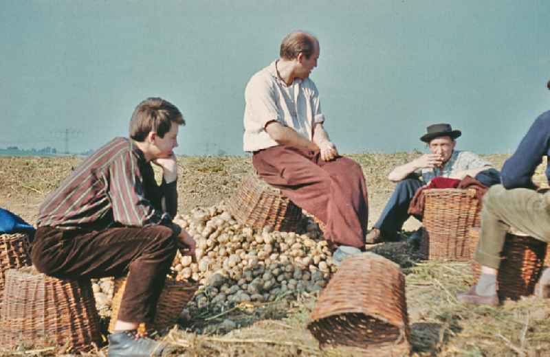 Break during the potato harvest in a field by 9th grade students at a high school in Wegendorf, Brandenburg in the territory of the former GDR, German Democratic Republic