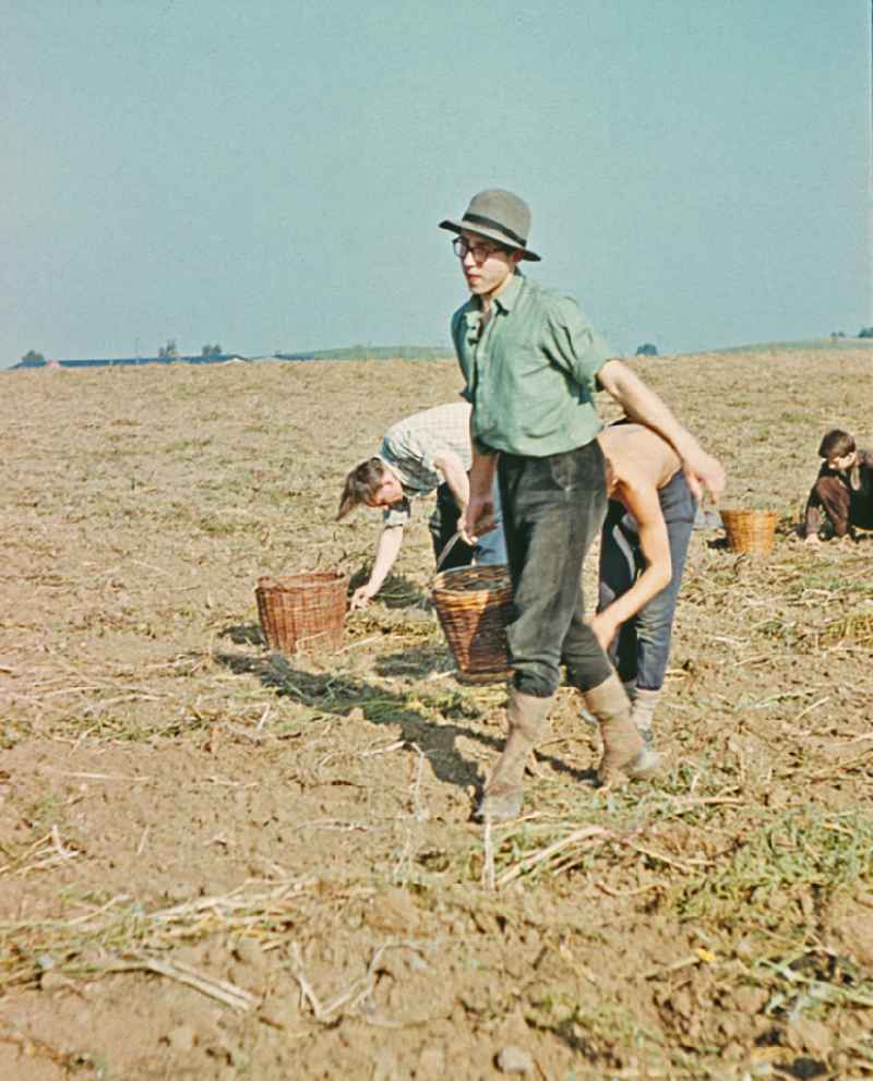 Break during the potato harvest in a field by 9th grade students at a high school in Wegendorf, Brandenburg in the territory of the former GDR, German Democratic Republic