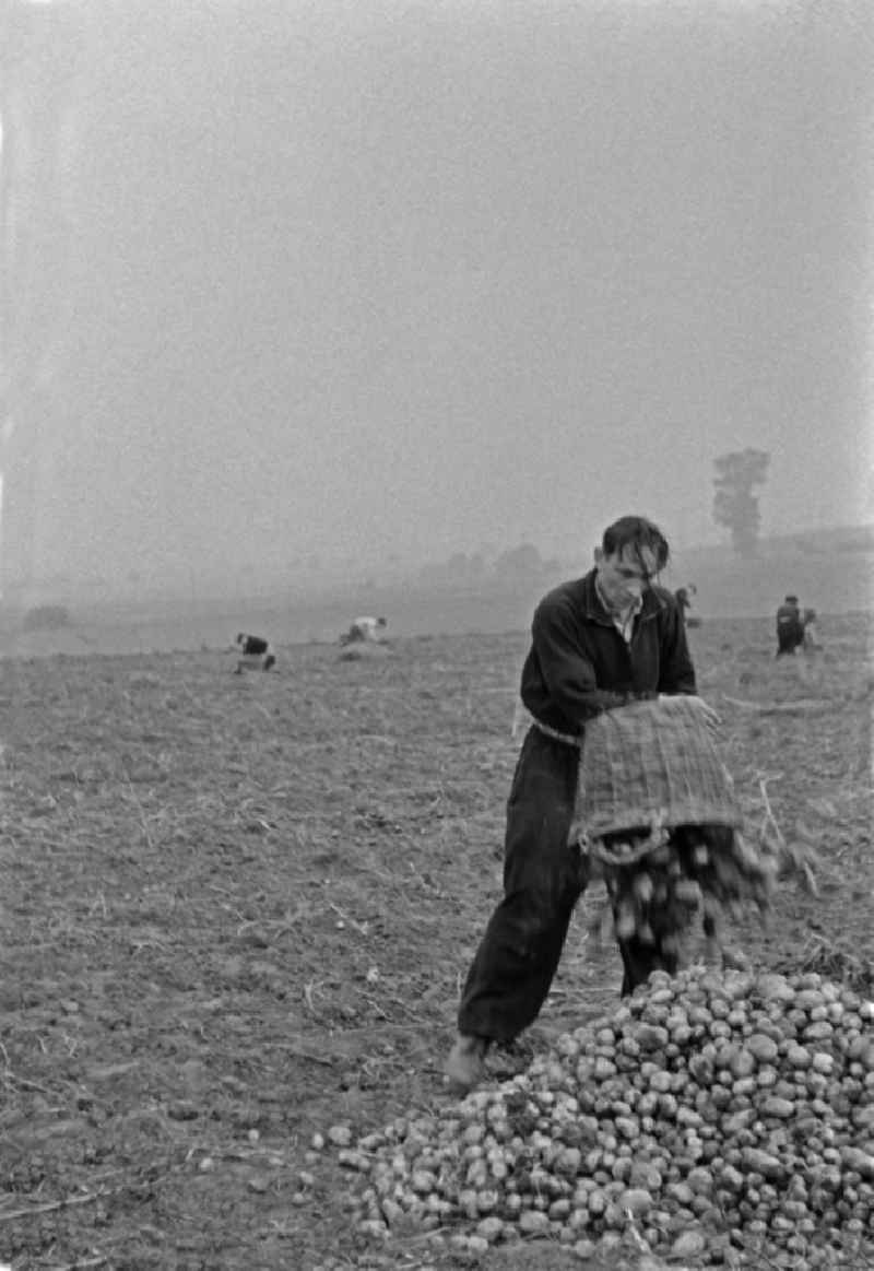 Potato harvesting in a field by 9th grade students in Werneuchen, Brandenburg in the territory of the former GDR, German Democratic Republic