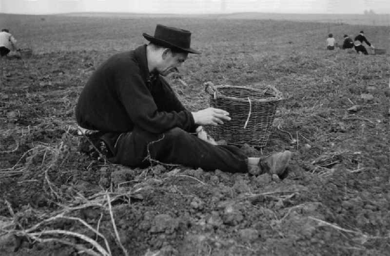 Potato harvesting in a field by 9th grade students in Werneuchen, Brandenburg in the territory of the former GDR, German Democratic Republic