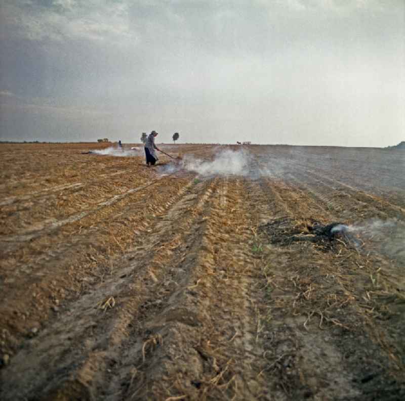 Potato fire in the stubble field after harvest in a field in Wittichenau, Saxony on the territory of the former GDR, German Democratic Republic