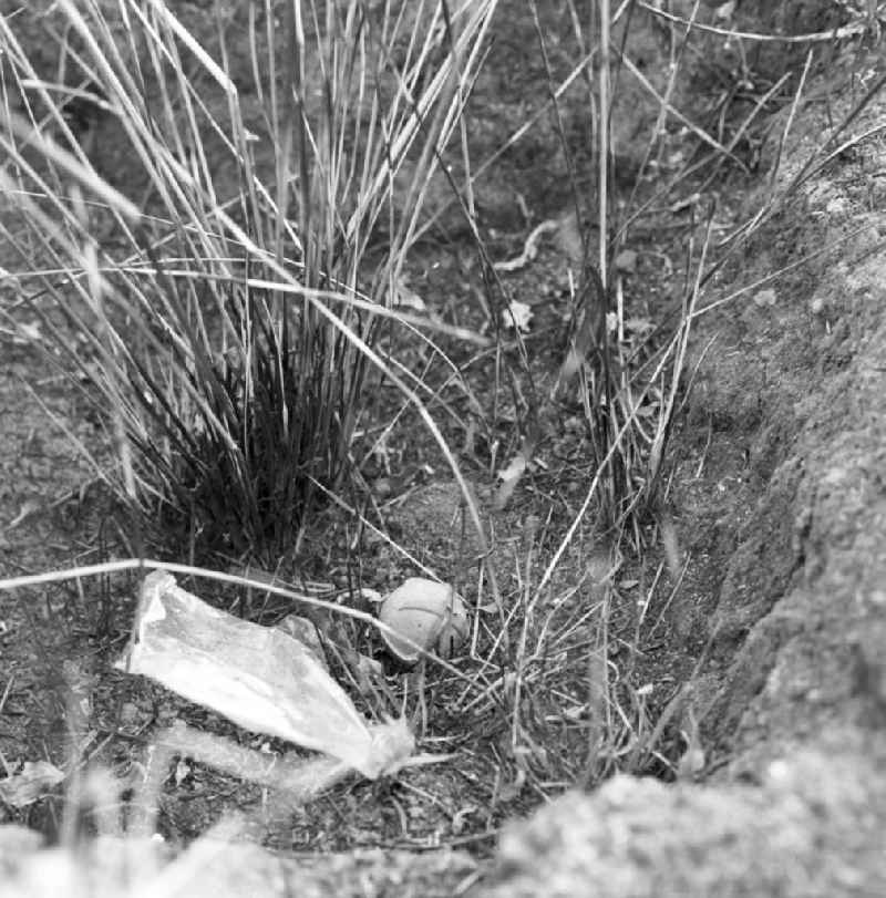 Bombe auf einem Feld auf der sogenannten 'Ebene der Tonkrüge' in der Provinz Xieng Khouang in der Demokratischen Volksrepublik Laos. Im Rahmen des Vietnam-Krieges war die Provinz Xieng Khouang von den Amerikanischen Streitkräften massiv bombardiert worden. Einige Gebiete sind bis heute nicht geräumt und daher unzugänglich.